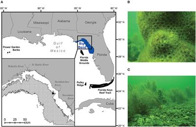 Will the Florida Big Bend Area Become the Next Gulf of Mexico Reef Tract?